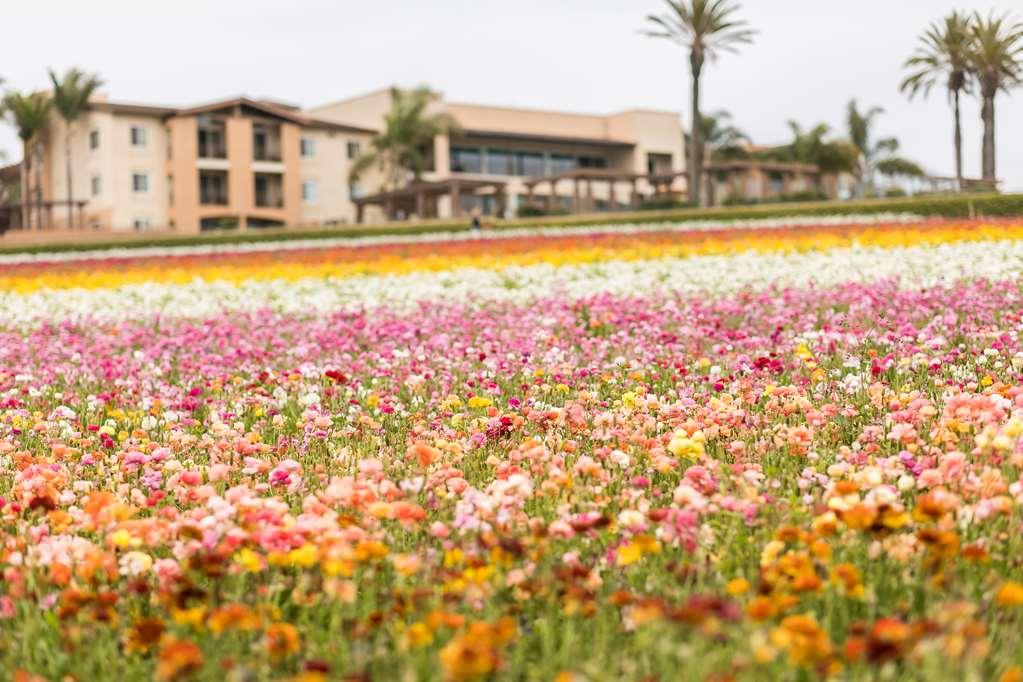 Grand Pacific Palisades Resort Carlsbad Exterior foto